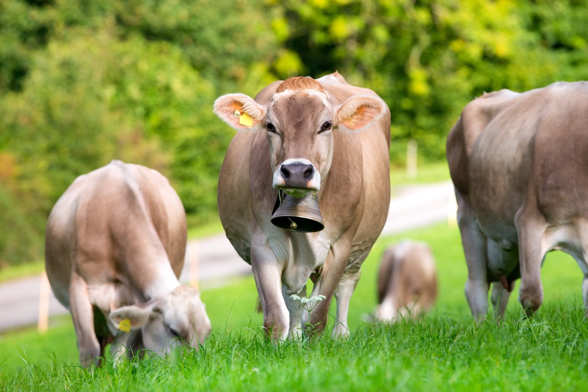 DairyGlobal - Cow bells and their effect on cow behaviour