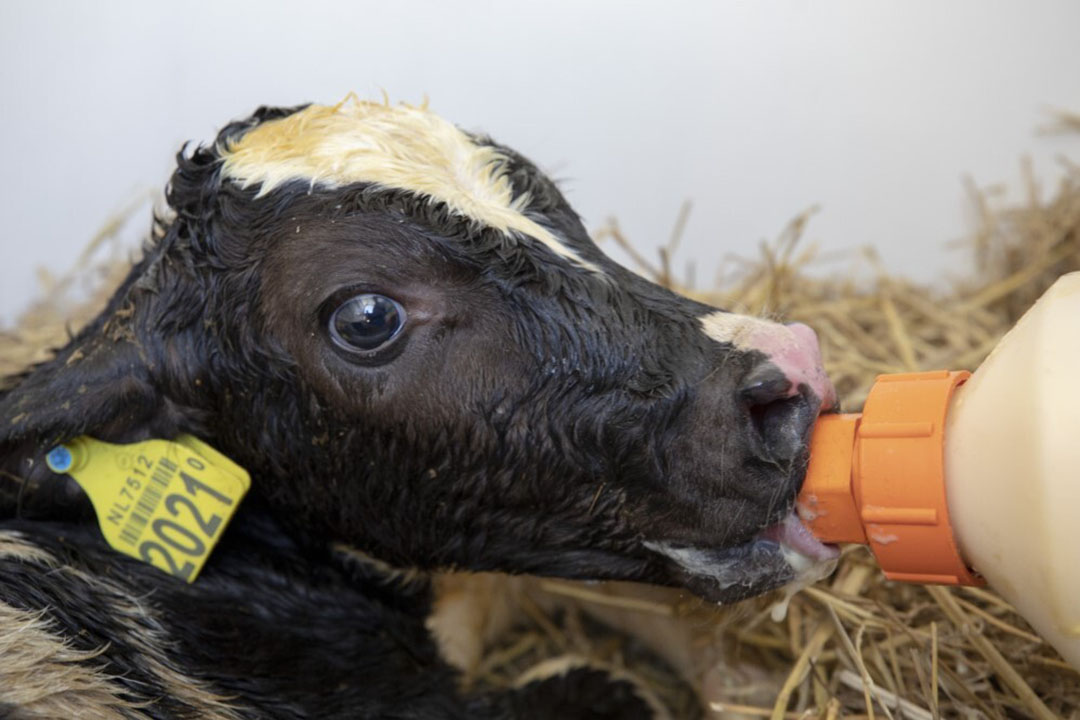 Calf Health Get Colostrum Management Right Dairy Global