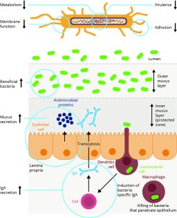 Empowering gut health to control Salmonella - Dairy Global