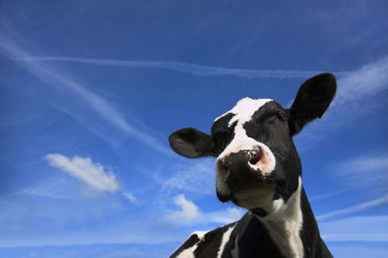 Heat stress affects every stage of the cow cycle - Dairy Global