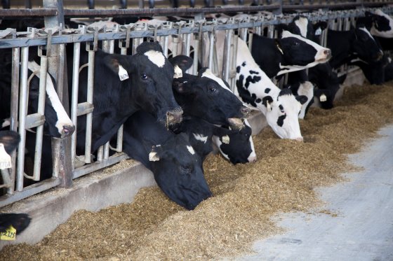 does-feed-efficiency-mean-financial-efficiency-dairy-global