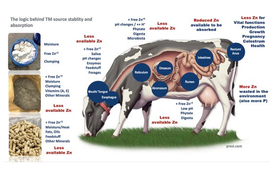 DairyGlobal - Research: Exploring Trace Mineral Sources In Cow Feeds