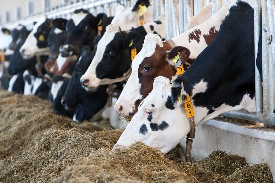 Precision Feeding And Dynamic Nutrients In Dairy Cows - Dairy Global