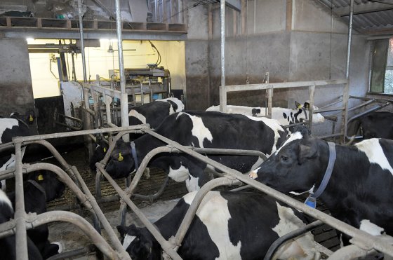 Stray voltage issues in the dairy barn - Dairy Global