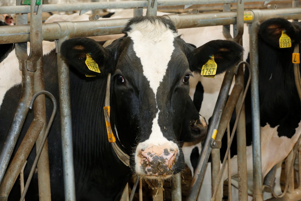 DairyGlobal - Cow facial recognition: It is really happening