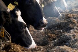 DairyGlobal - Factors affecting fibre utilisation in ruminant feeds