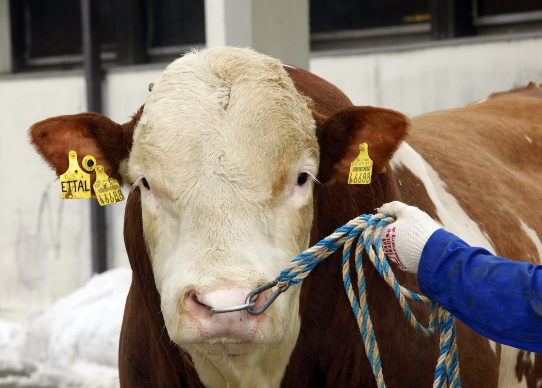 DairyGlobal Understanding Cattle Breeding Better