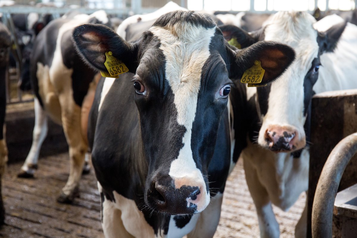 Signs Of Heat In Dairy Cows