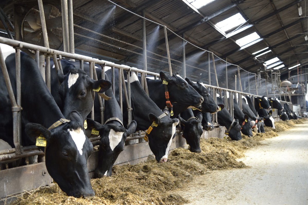 dairyglobal-application-of-heat-stress-knowledge-in-dairy