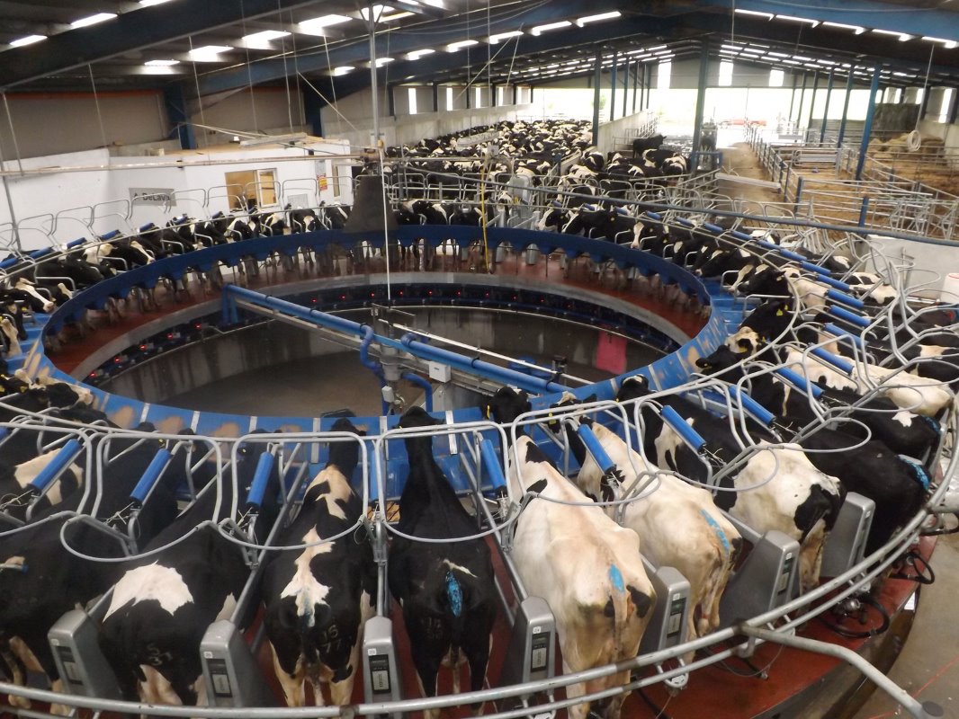 Using livestock scales to measure animal performance - Dairy Global