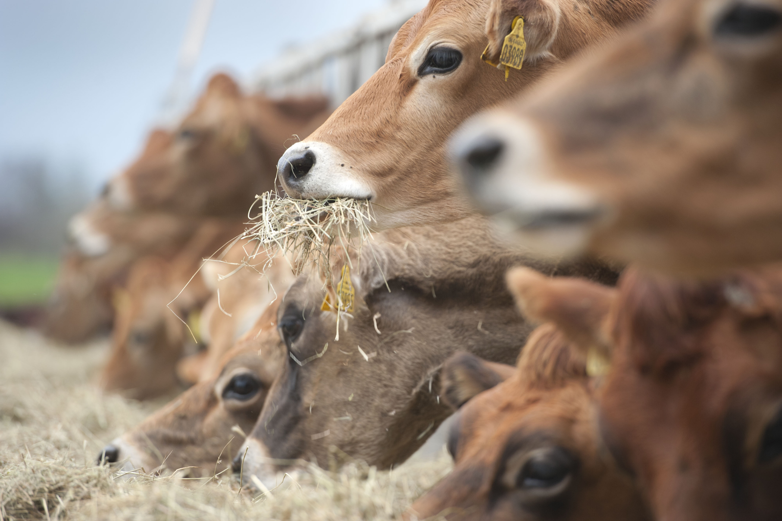 What are the Differences between Jersey and Holstein Cows