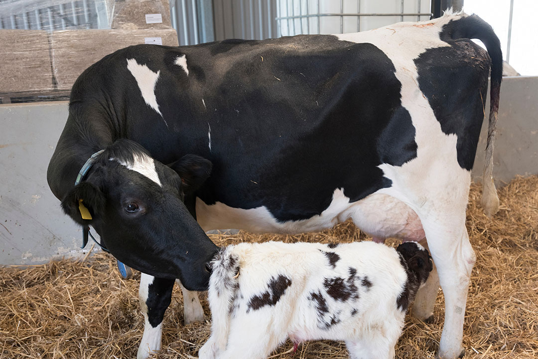 Facilitating metabolic adaptation in cows - Dairy Global