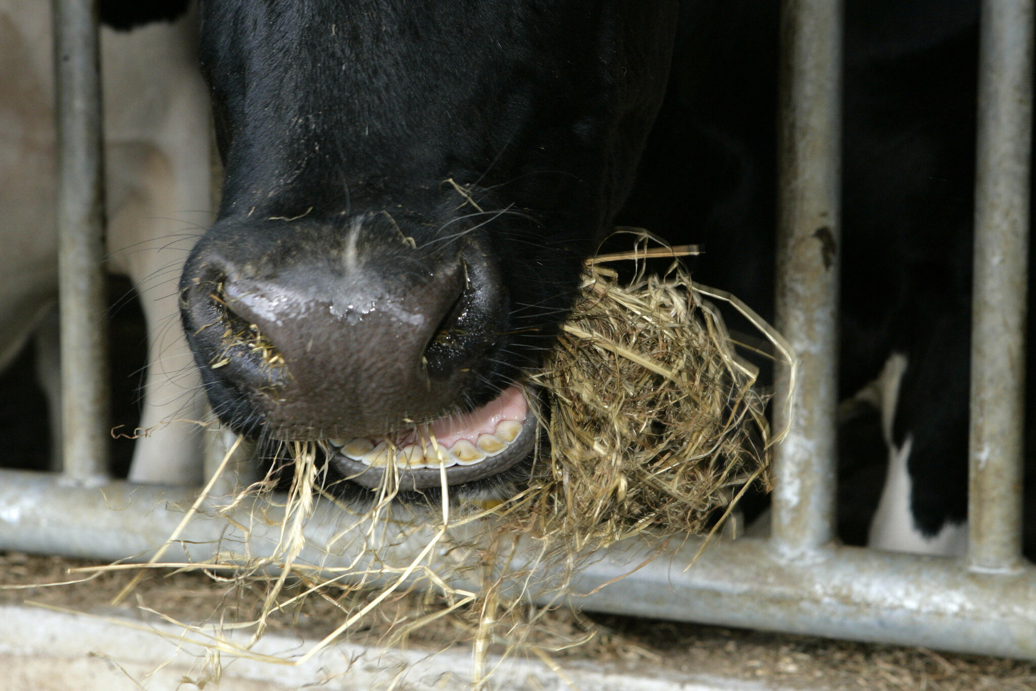 Как выглядит жвачка у коровы фото