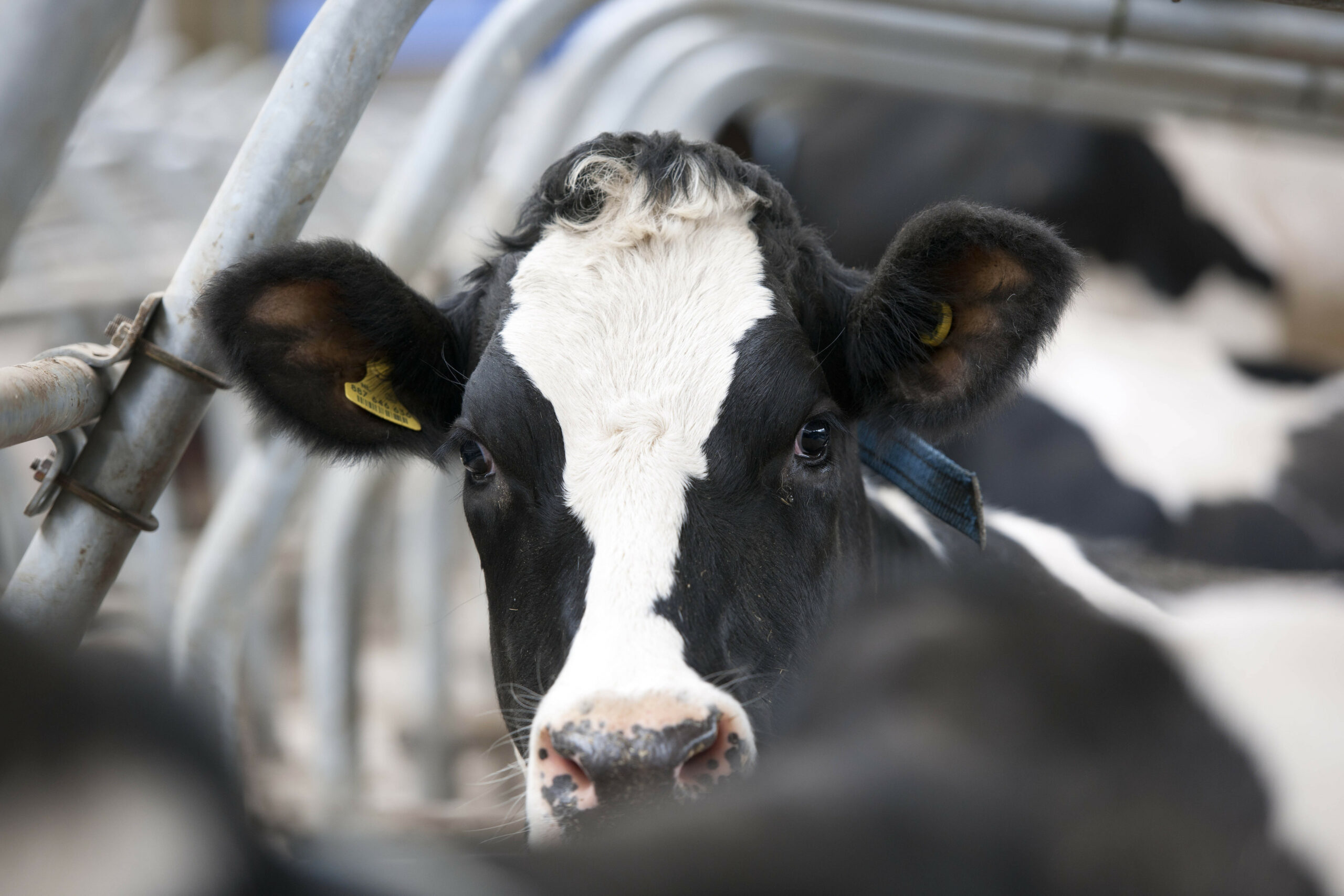 New Test For Bovine Tuberculosis Dairy Global