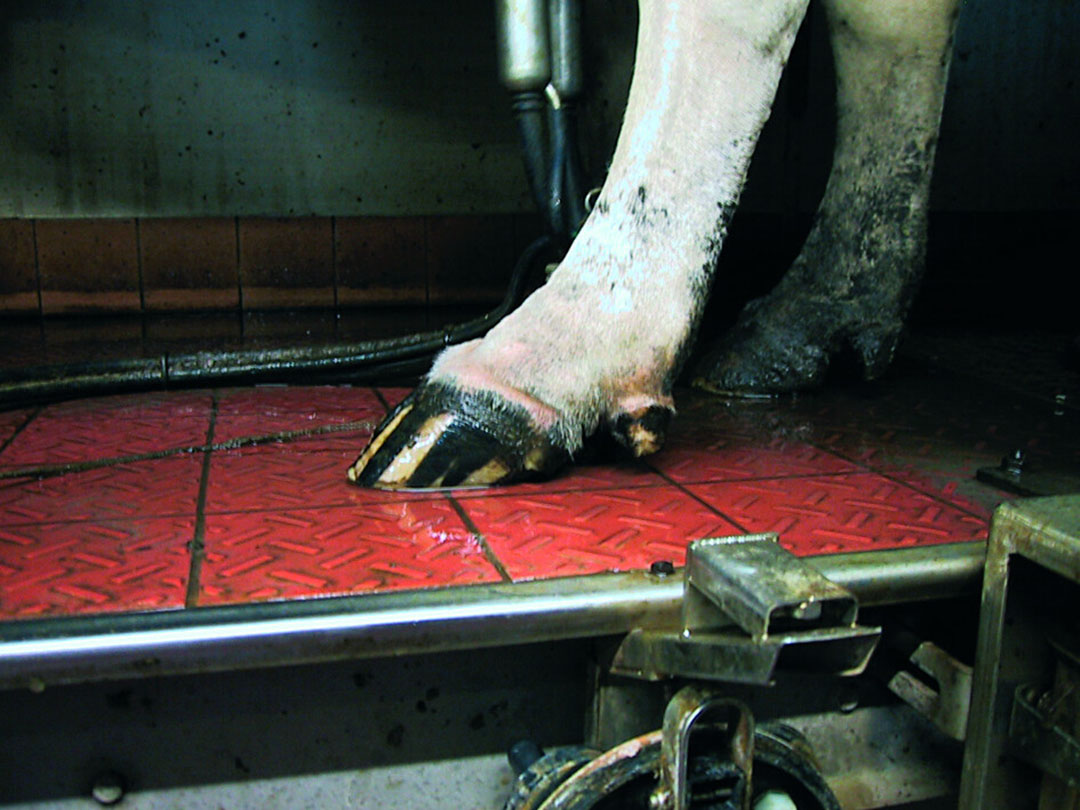 How To Keep Cow Hooves Healthy Dairy Global