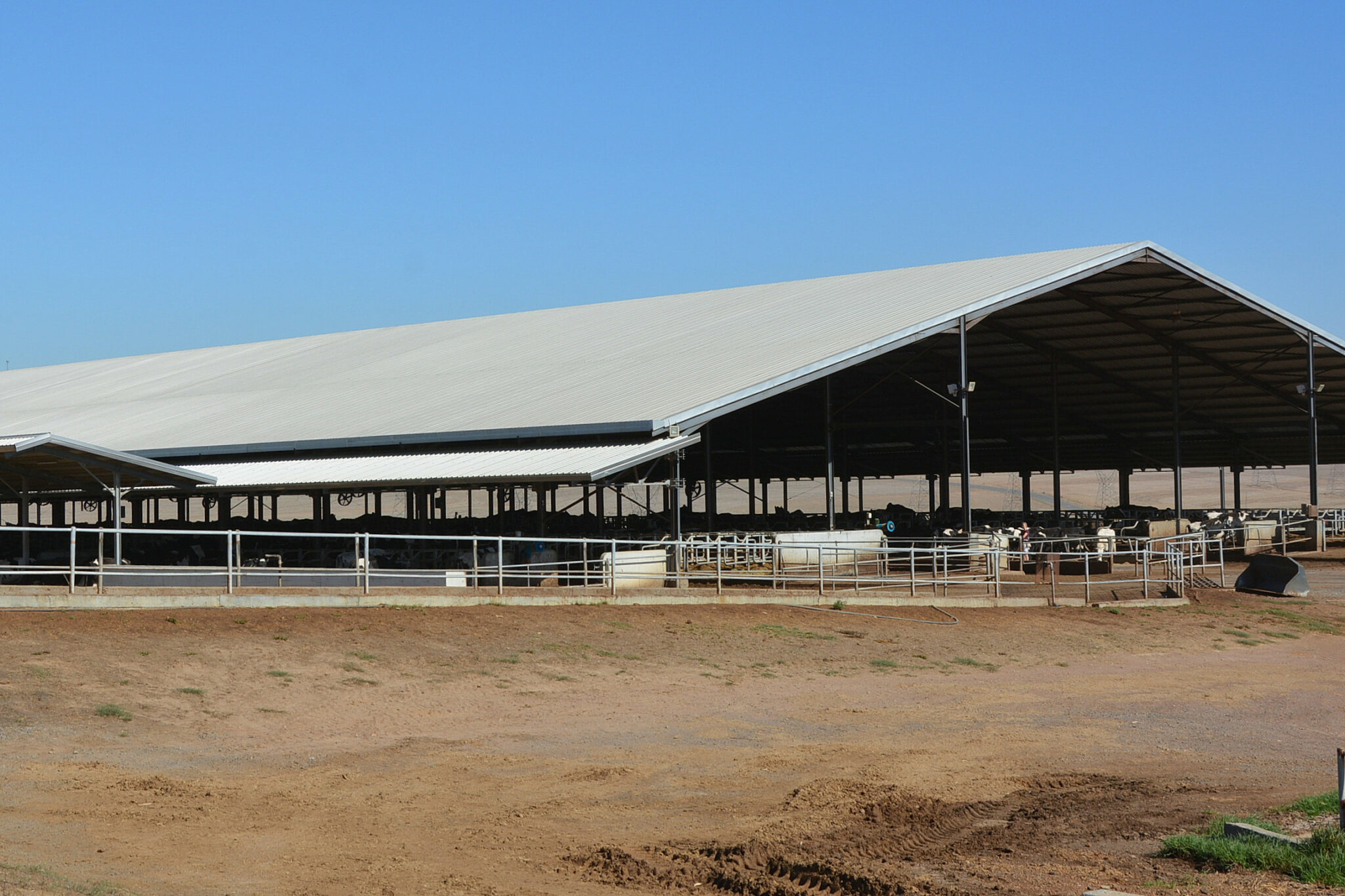 dairy-farming-on-a-grand-scale-in-south-africa-dairy-global