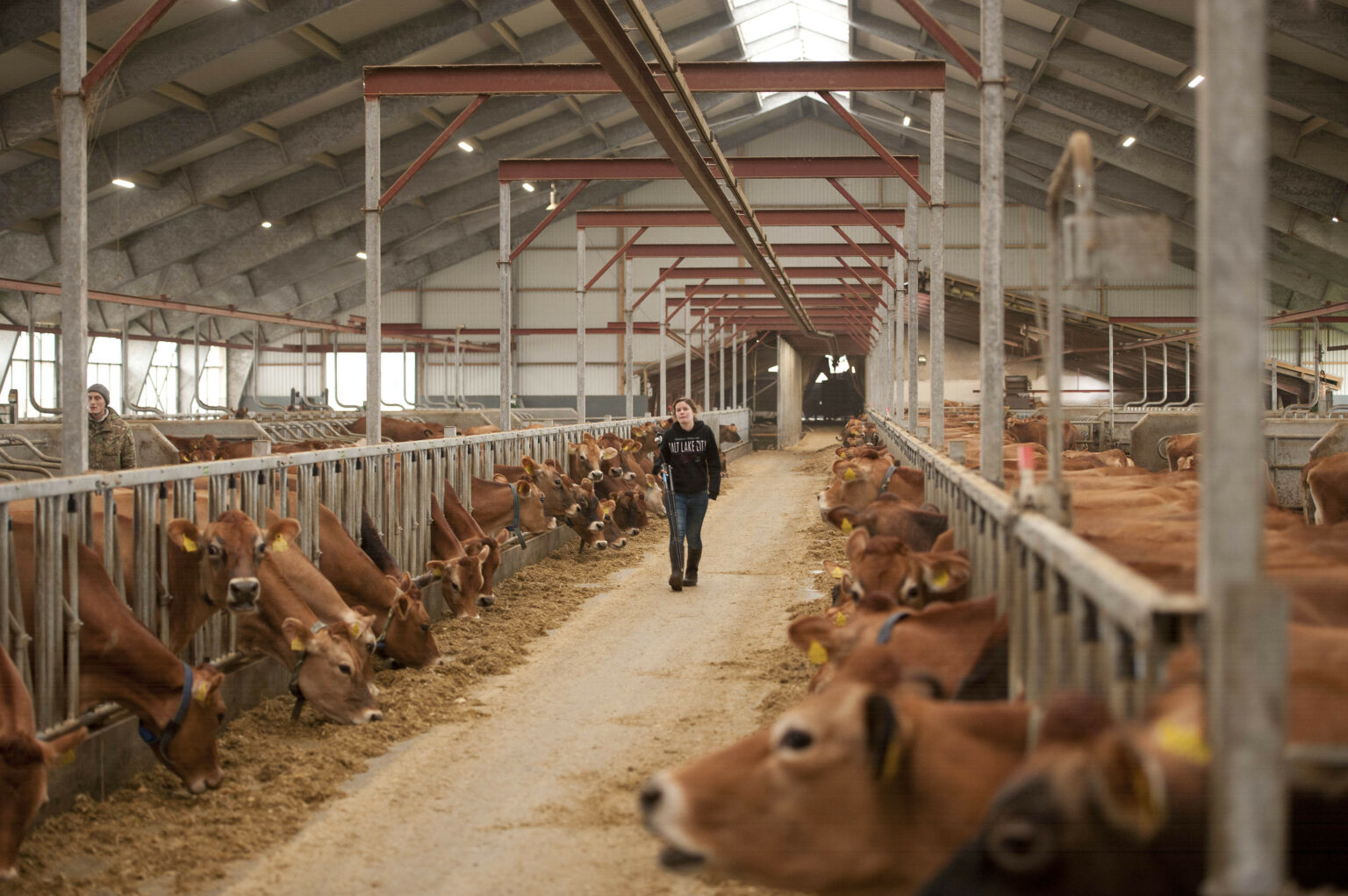 Global Dairy Market Prices: Navigating Trends and Insights - Dairy Global