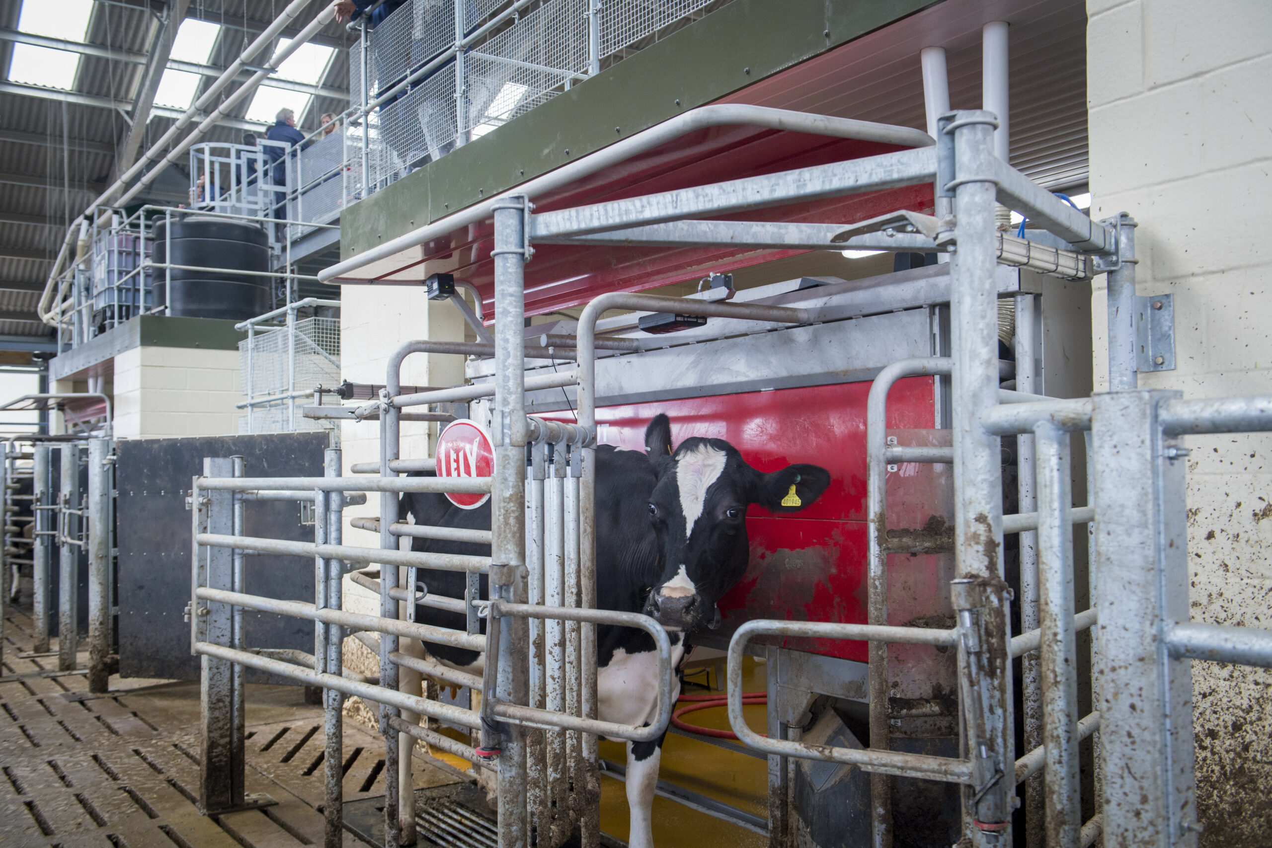 New Uk Dairy Centre Robotic Milking At The Forefront Dairy Global