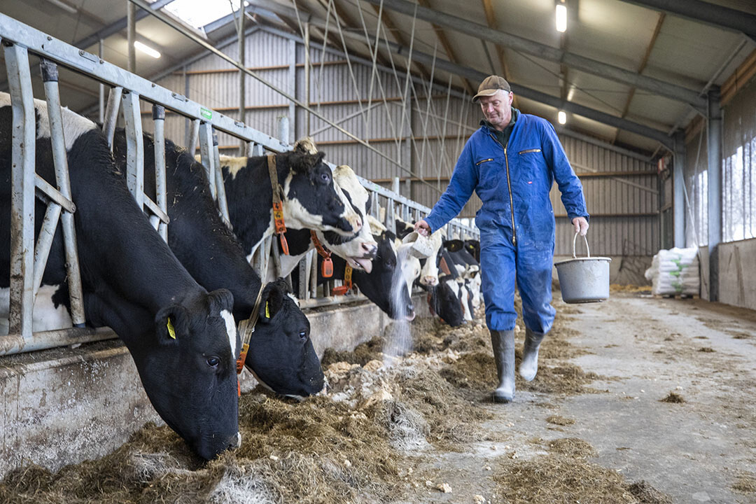 Influencing rumen microbes improves nitrogen efficiency - Dairy Global