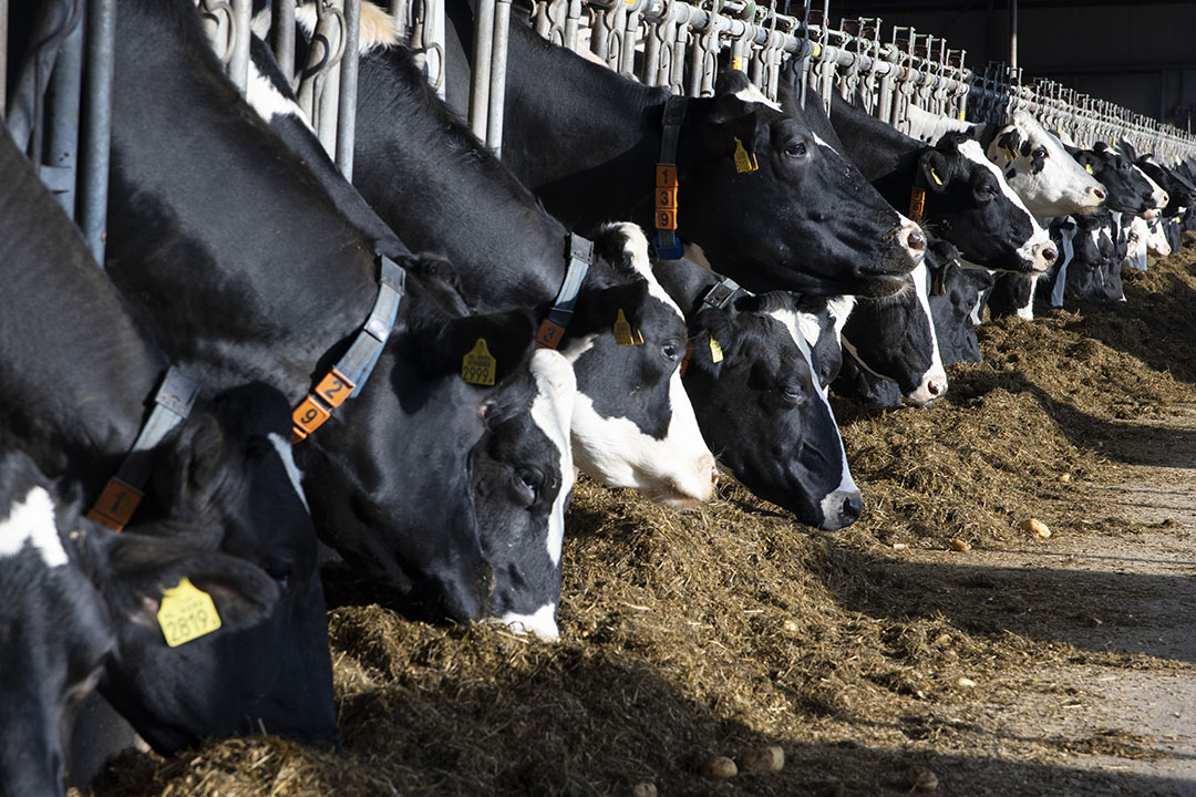 A closer look at consolidation in the US - Dairy Global