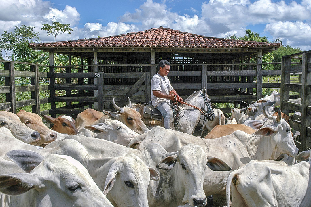 Brazilian dairy On the road to recovery Dairy Global