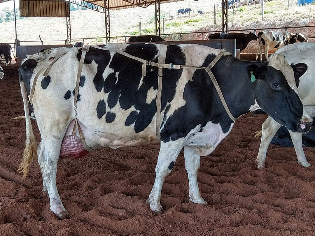 This Udderly Brilliant Bra Protects Cows From Getting Inflamed Teats