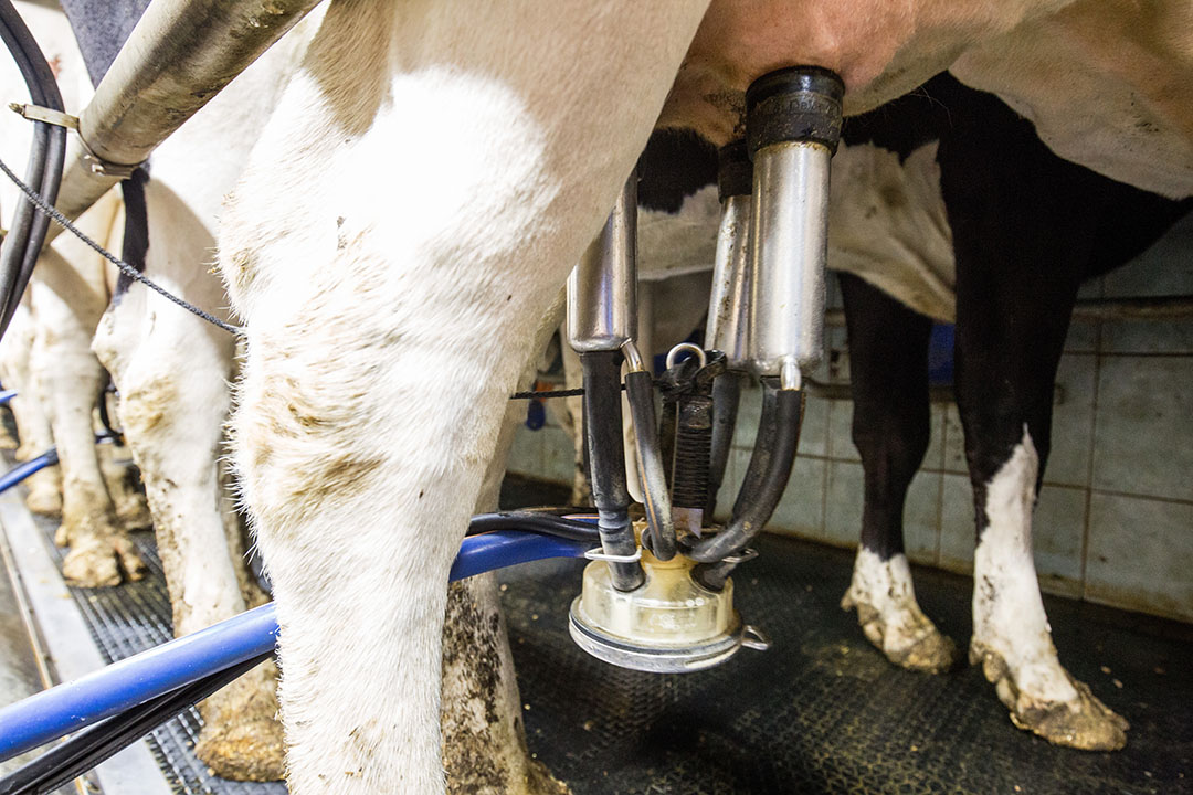 Cow physiology leads to variation in milk yield - Dairy Global