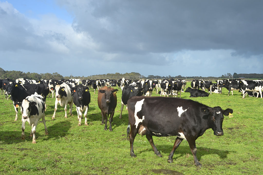 Australia: Dairy farm fund for sustainability improvements - Dairy Global