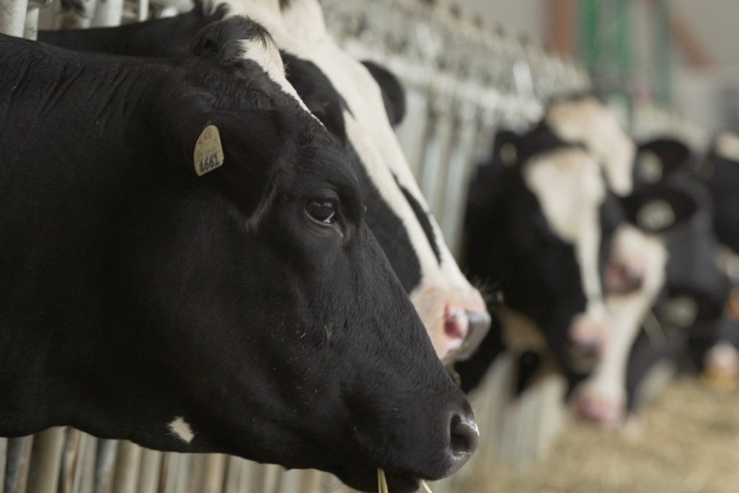 Feeding postpartum cows successfully - All About Feed