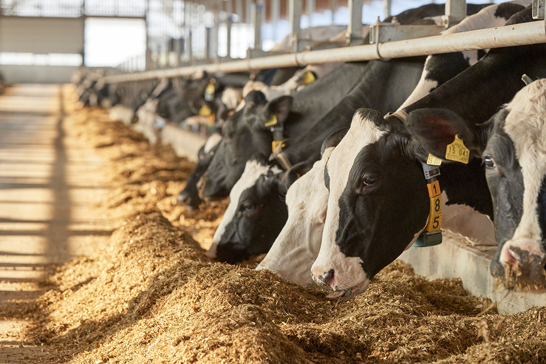 Methionine is much more than milk protein - Dairy Global