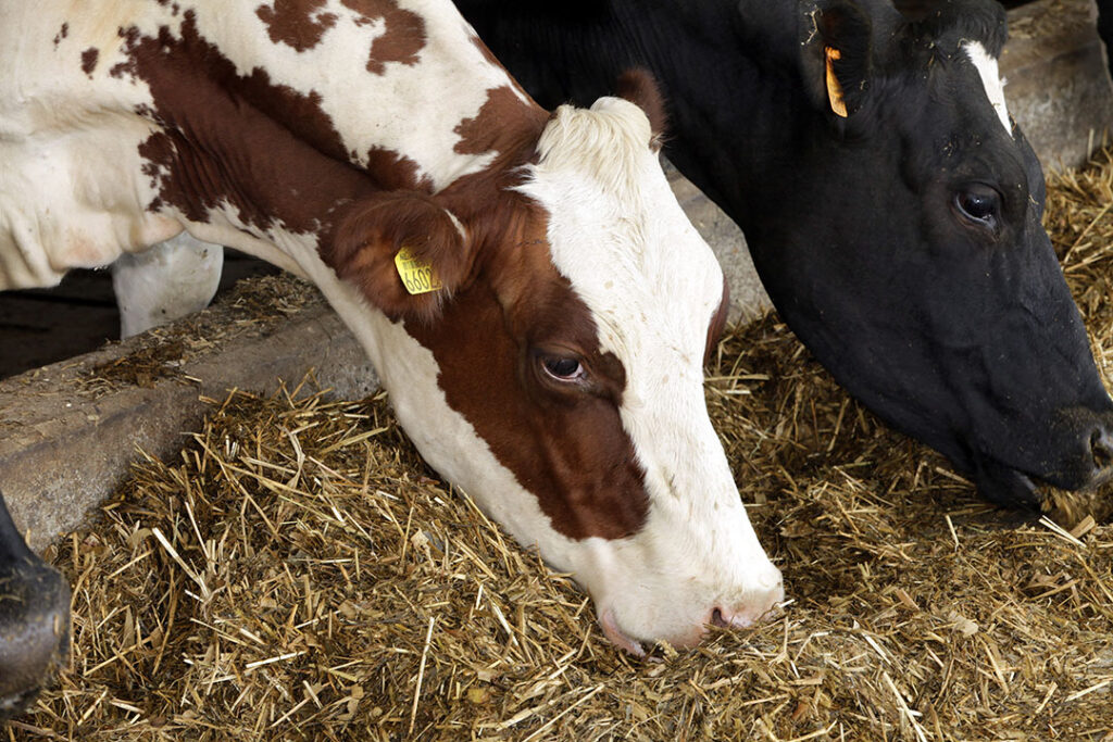 Dairy Cows Top 5 Sustainable Approaches To Protein Nutrition Dairy Global