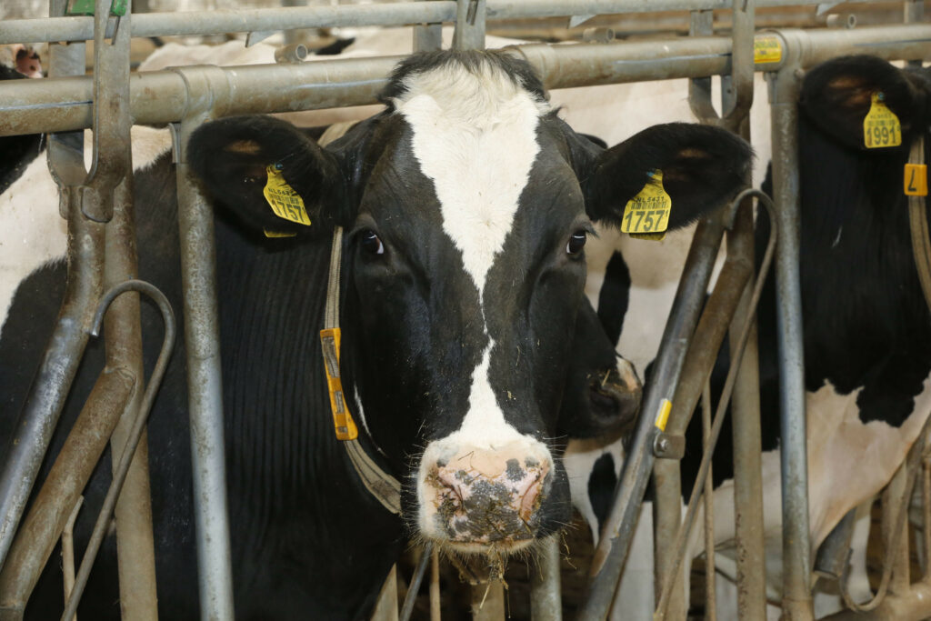 Cow Facial Recognition: It Is Really Happening - Dairy Global