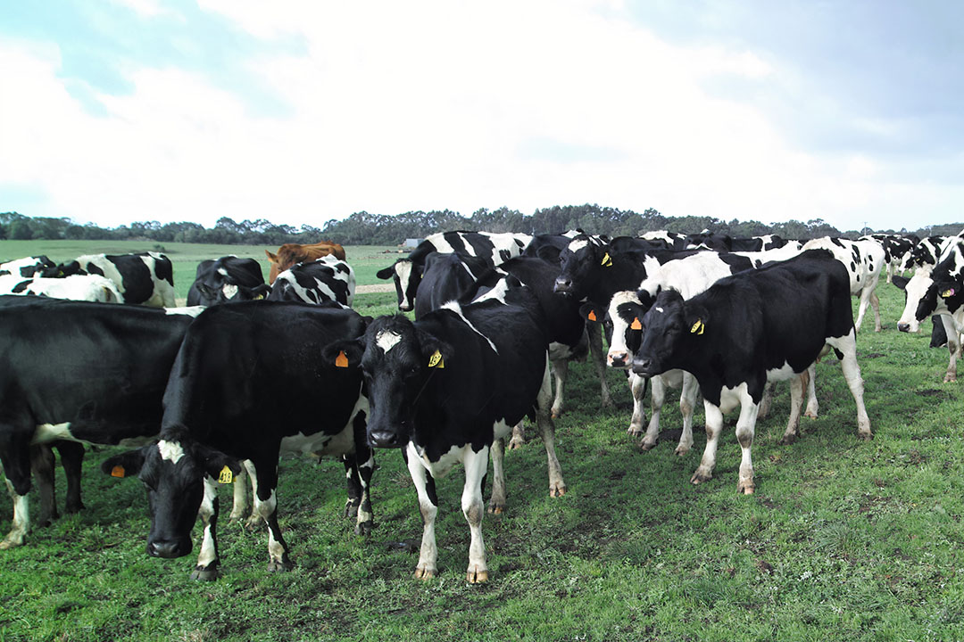 Australia: Working on the cows of the future - Dairy Global