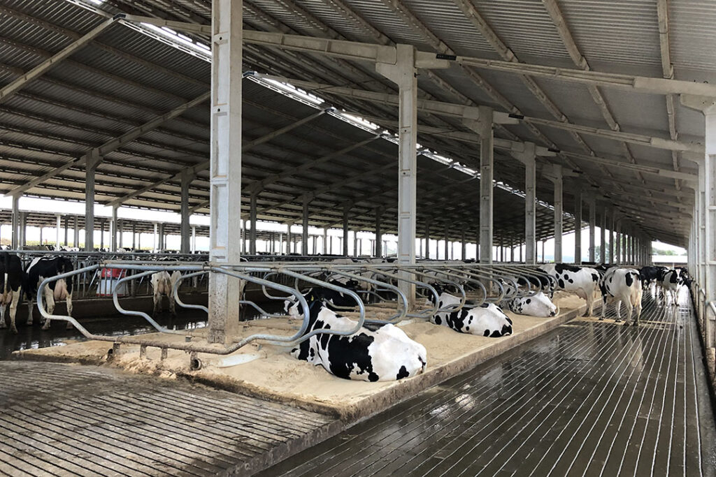 Farm Report: Leading Brazilian Dairy Expands To 1,000 Cows - Dairy Global