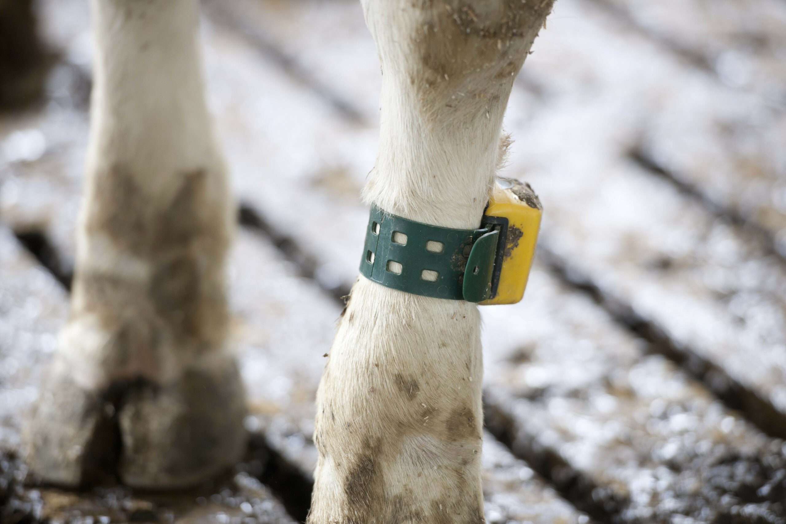 Sensor value and viability for dairy cows - Dairy Global