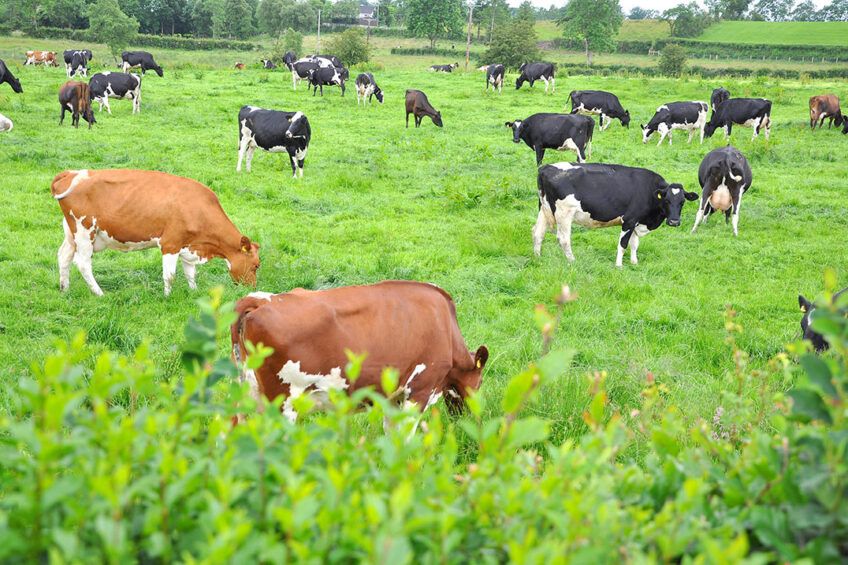 High-forage dairy diets keep cows producing