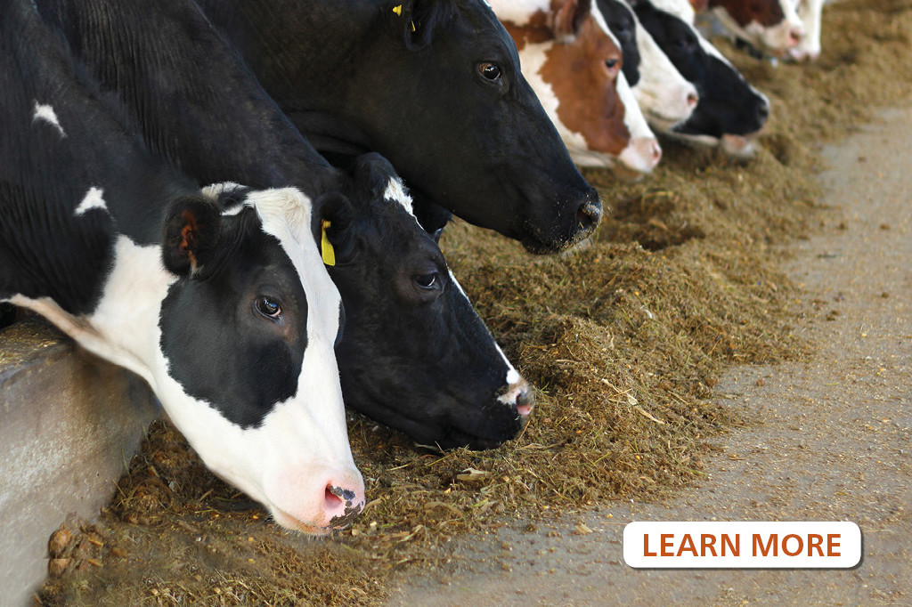 Do you understand the risks from mycotoxin contamination in feed ...