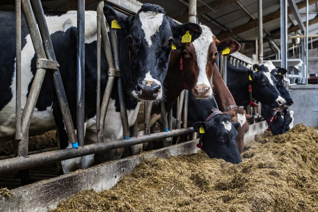 Robotic milkers: Where we are and where we’re going - Dairy Global