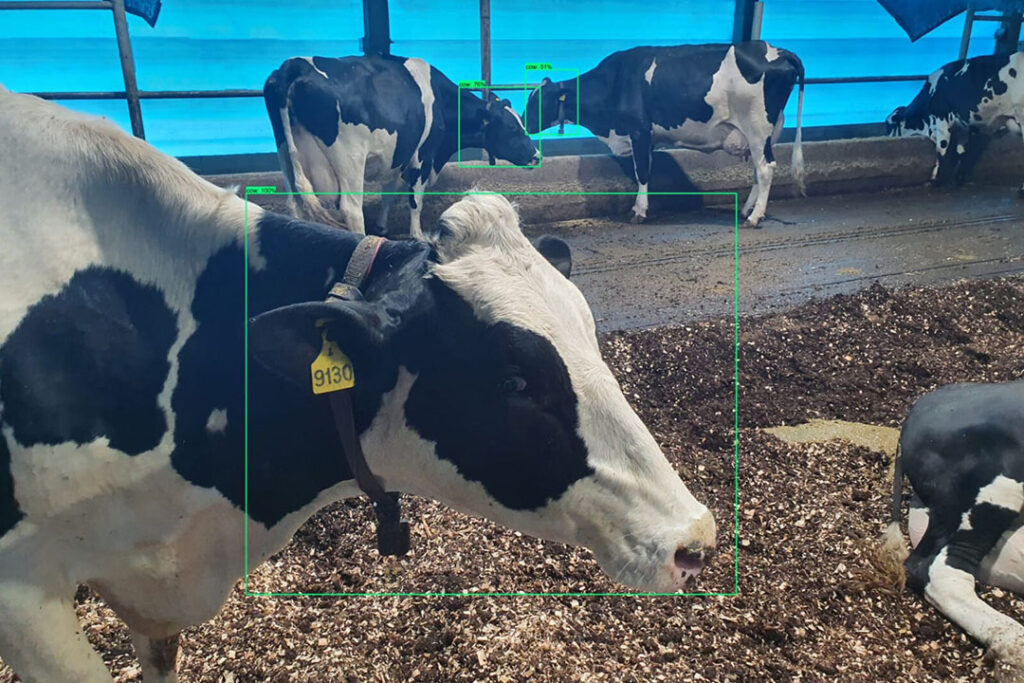 Cow Health Status Through Face Recognition - Dairy Global