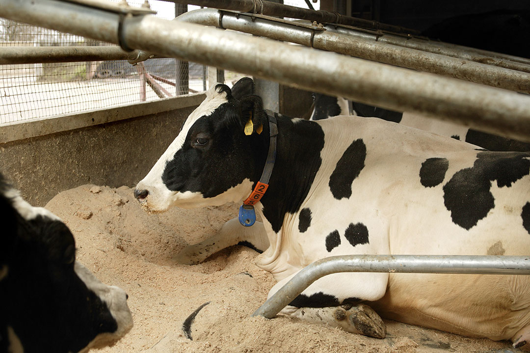 Impact Of Lying And Sleep Deprivation On Dairy Cows Dairy Global