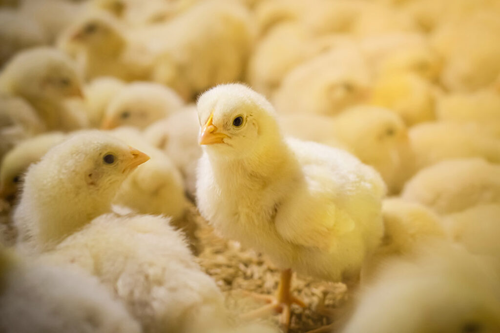 consistency-is-vital-for-antibiotic-free-poultry-production-dairy-global