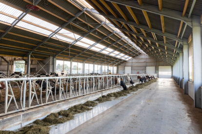 How do cows perform under different housing systems? - Dairy Global