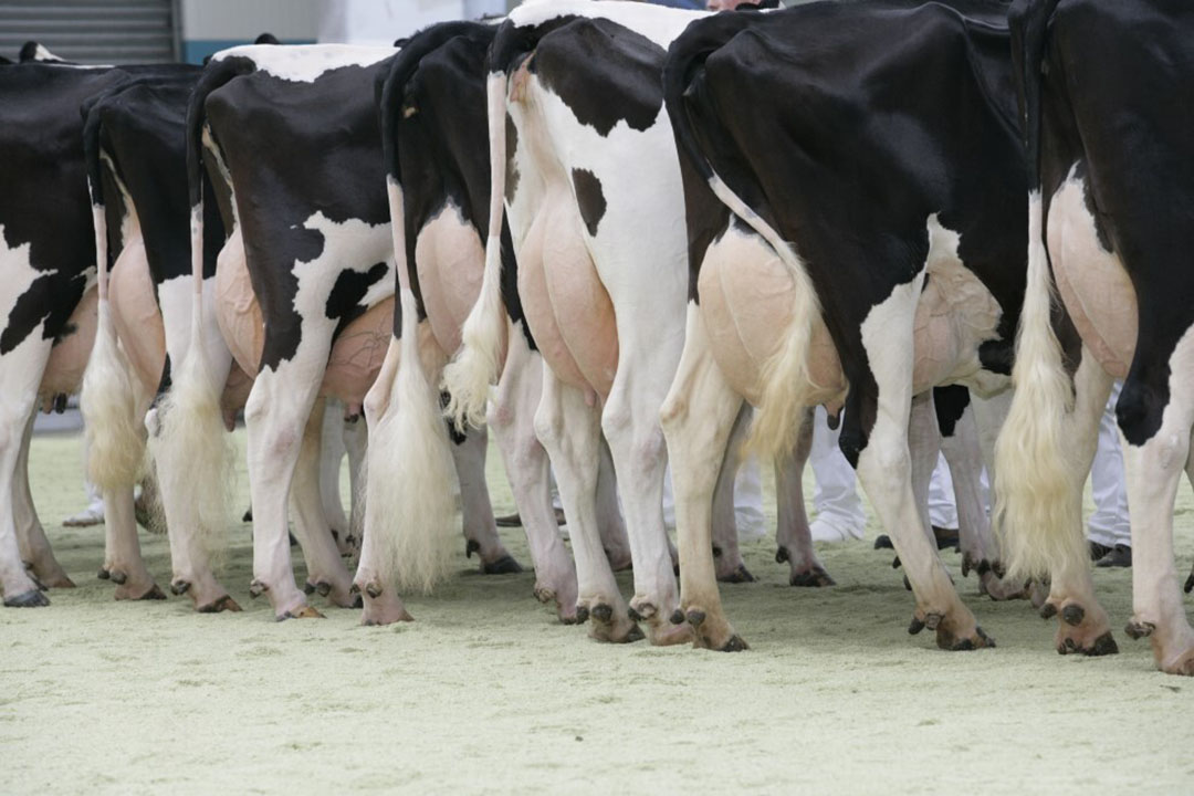 Sex Sorted Semen In Dairy Breeding Whats The Latest Dairy Global 8609