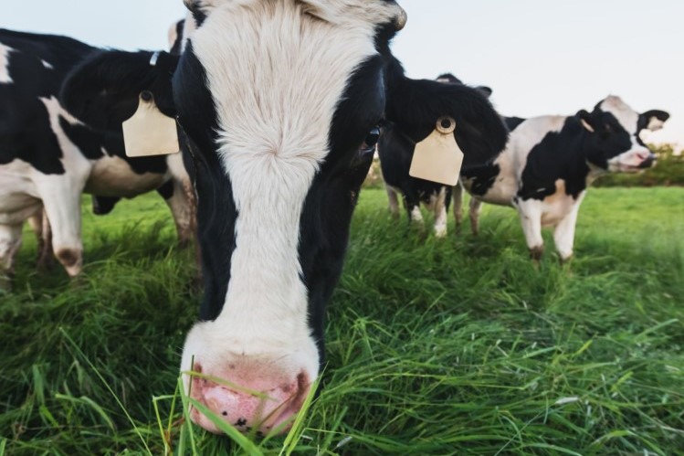 Grazing behaviour: Why knowing your cows counts - Dairy Global