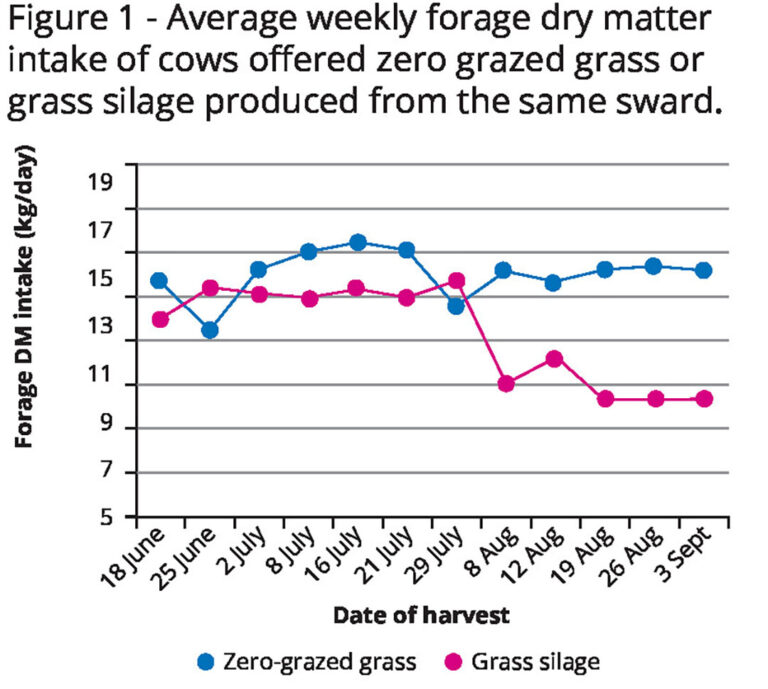 how-does-zero-grazing-for-dairy-cows-measure-up-dairy-global