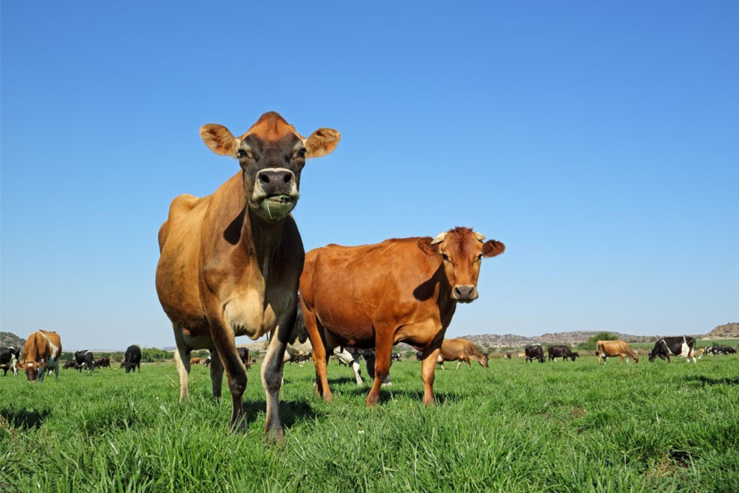 jersey ayrshire cattle