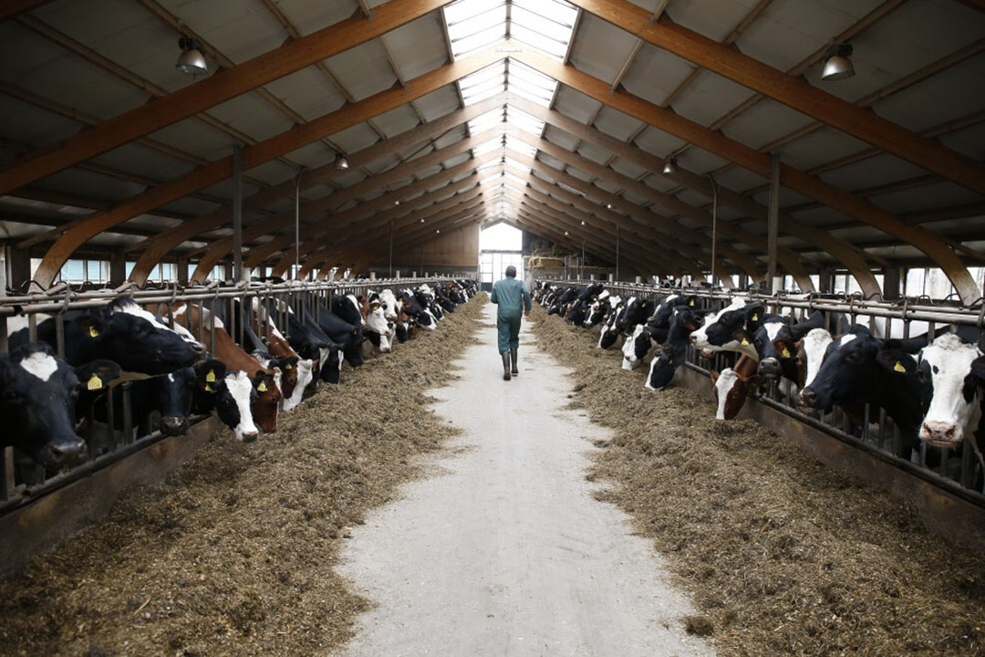 UK dairy farmers urged to monitor and manage antibiotic use - Dairy Global