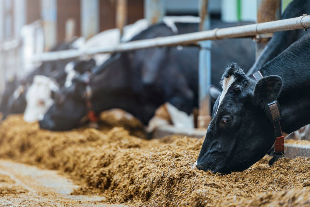 Managing mycotoxin risk in dairy cows - Dairy Global