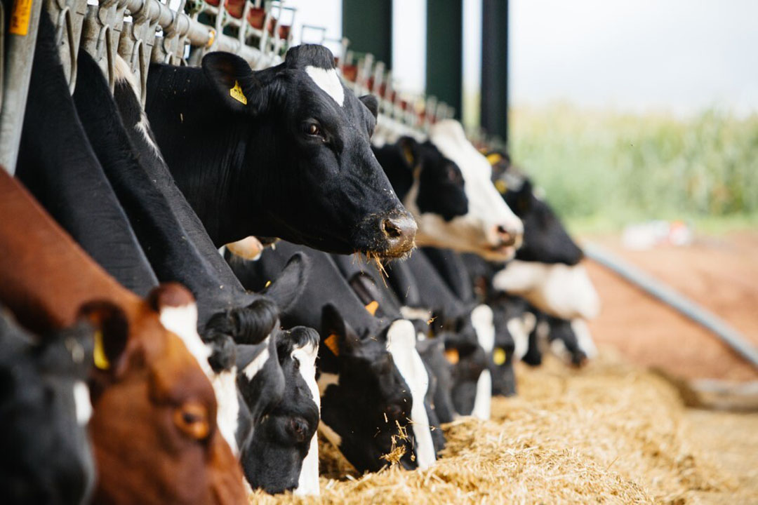 Feed Efficiency Imperative Against Inflation Dairy Global 2484