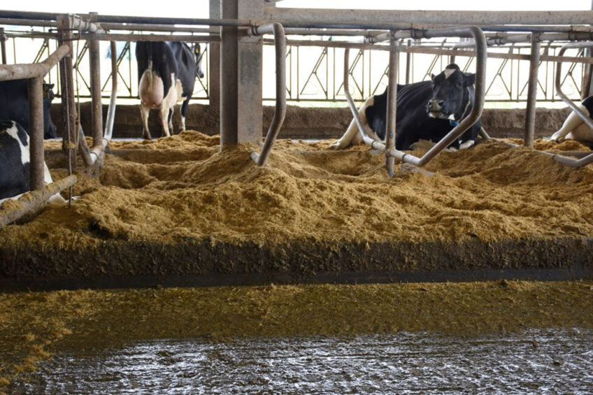 Bedding options for dairy cow comfort - Dairy Global